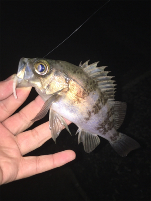 新天地を求めて