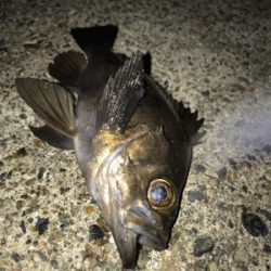 久々の良型メバル