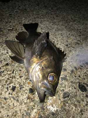 久々の良型メバル