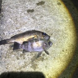 なかなか絶好調