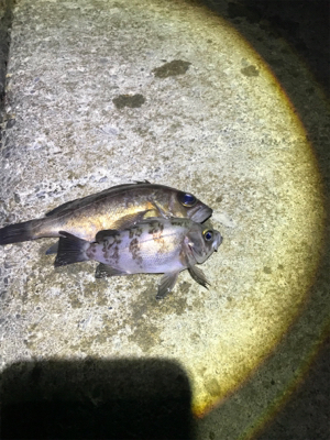 なかなか絶好調