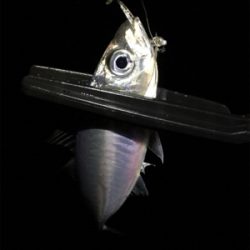 シブ過ぎでしょ〜