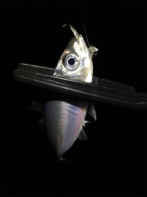 シブ過ぎでしょ〜