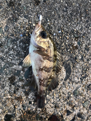 朝から釣りをする。