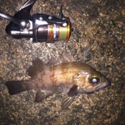 相変わらず渋いが‥。