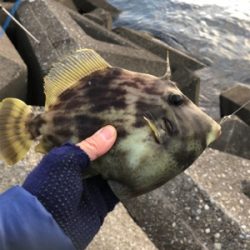 ハゲ狙い新規開拓