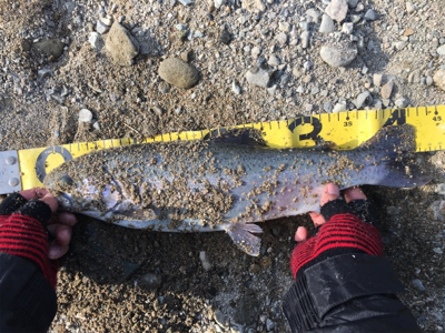 北田原にて鱒釣り堪能