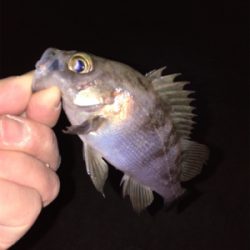 渋すぎ…メバリング