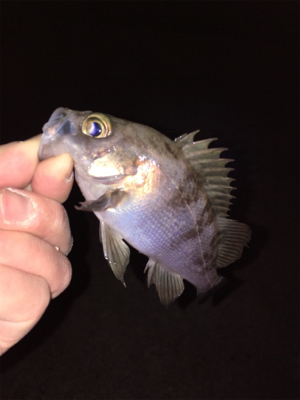 渋すぎ…メバリング