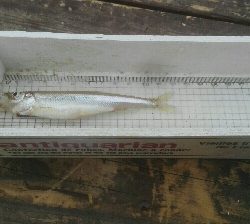 銀山湖ワカサギ釣り