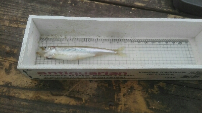 銀山湖ワカサギ釣り