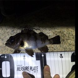 メバルには会えました