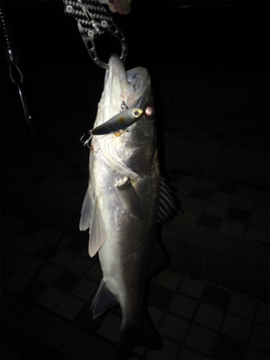 シーバス釣行①