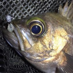 良型メバル登場