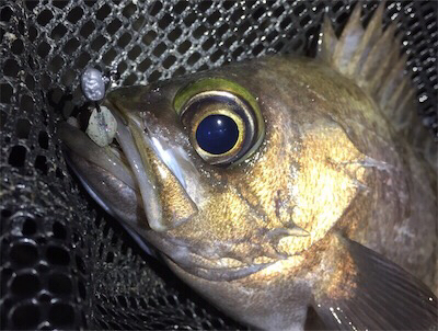 良型メバル登場