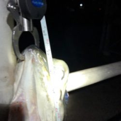 コノシロパターンでシーバス70cm