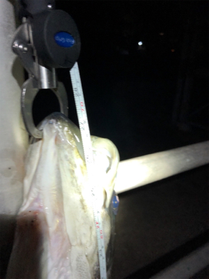 コノシロパターンでシーバス70cm