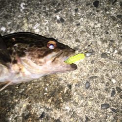 メバル狙いのはずが