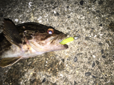 メバル狙いのはずが