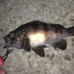 大蔵海岸でメバリング+ガシリング