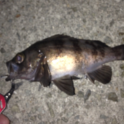 大蔵海岸でメバリング+ガシリング