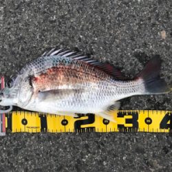 エビ撒きで、キビレ&ハネ‼︎