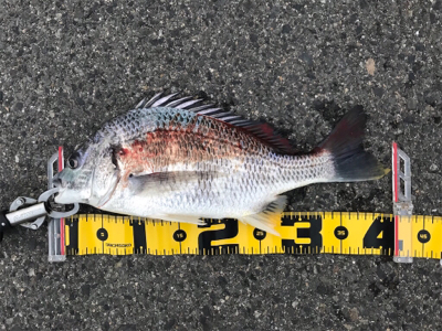 エビ撒きで、キビレ&ハネ‼︎