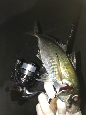 ちょっと間が空いたけどアジング〜(釣行 其の九)