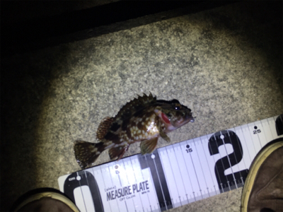 久しぶりの岸和田