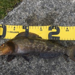 釣れてる情報は無いが!