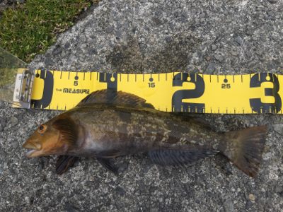 釣れてる情報は無いが！