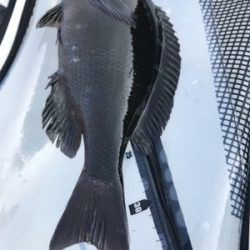 長崎 五島 磯グレ