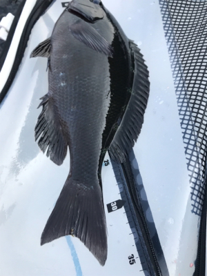 長崎 五島 磯グレ