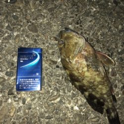 夜中のロックフィッシュ
