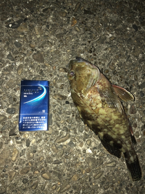 夜中のロックフィッシュ