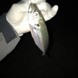 やったりましたアジング(釣行 其の拾)