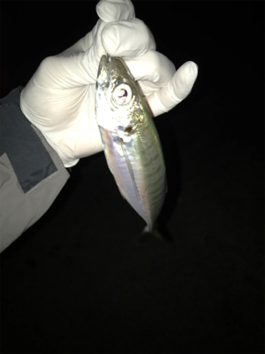 やったりましたアジング(釣行 其の拾)