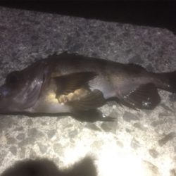 刺身が食べたくて