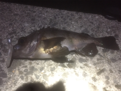 刺身が食べたくて