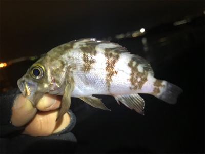 杉田臨海緑地公園