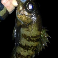 皆勤メバリング