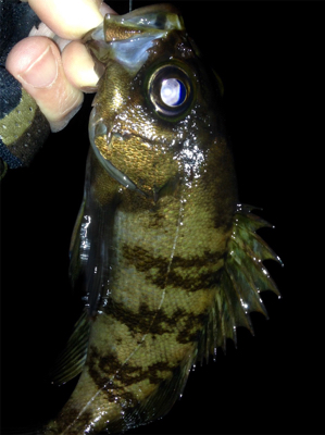 皆勤メバリング