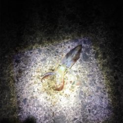 ヤリイカ釣行