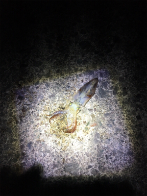 ヤリイカ釣行