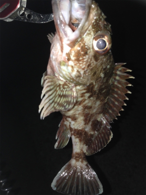 大蔵海岸でガシリング！