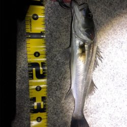 四日市シーバス