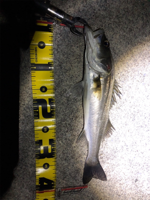 四日市シーバス