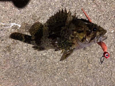 仕事帰りのメバリング