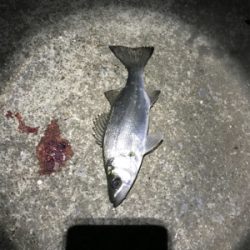 河川シーバスフィッシング