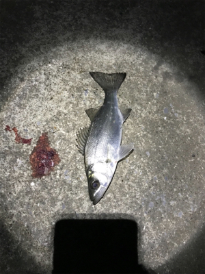 河川シーバスフィッシング